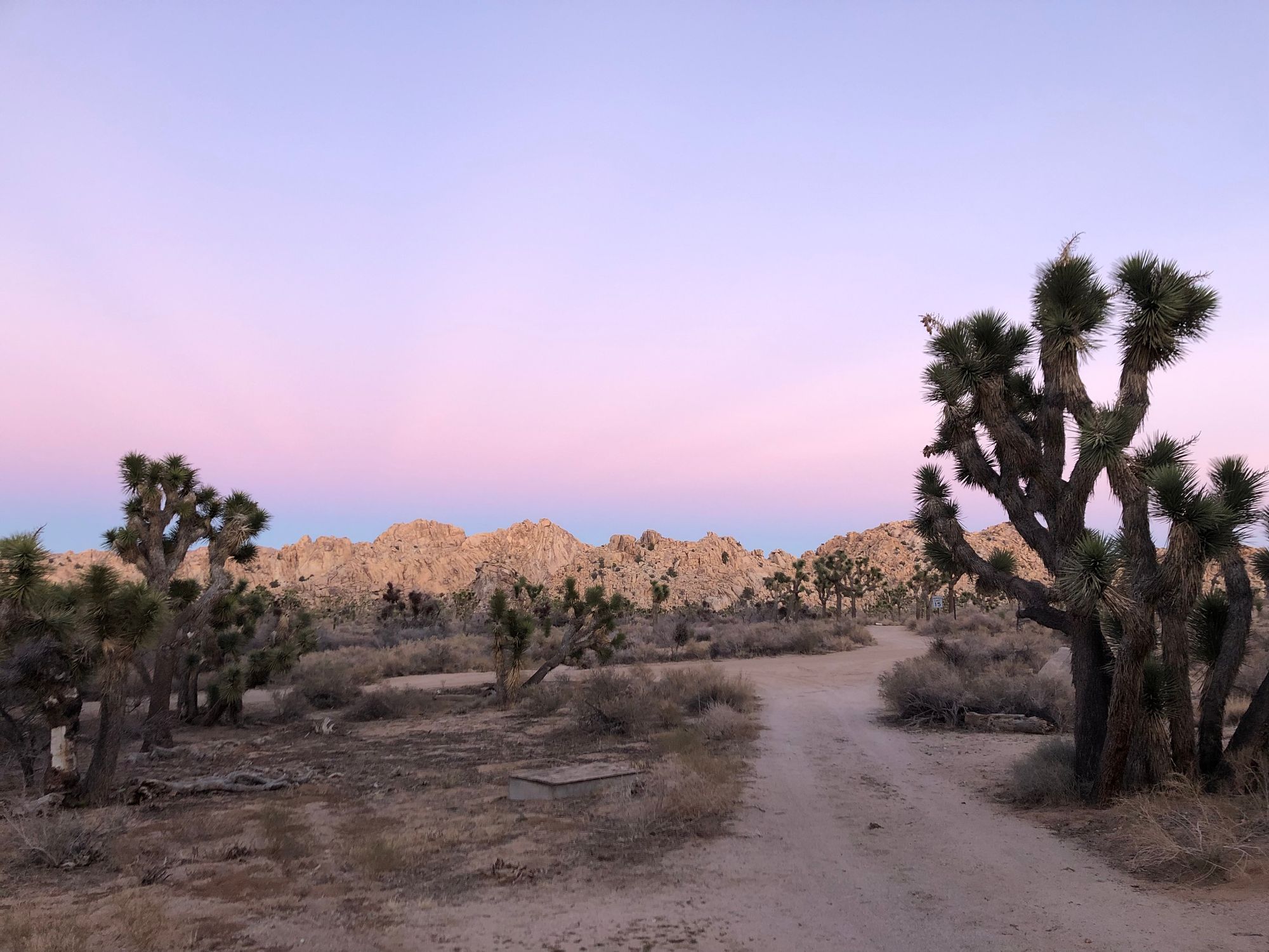 Overheard in on a Winter's Day in Joshua Tree