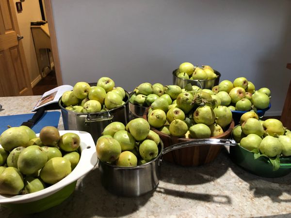 The Process of Pears