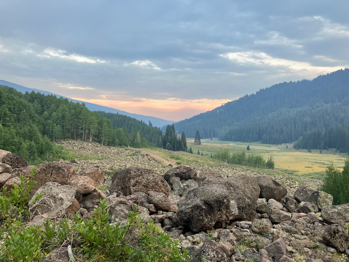 The Wildest of Wildlife